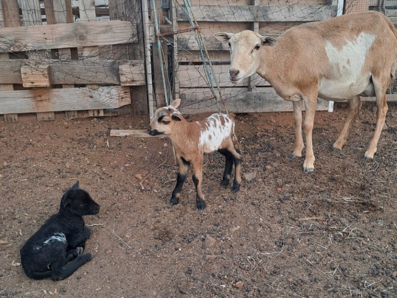 De onbevlekt ontvangen schapen van&nbsp;Bandabou