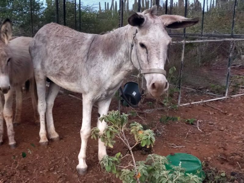 Ezels vangen met Mike en&nbsp;Tessa